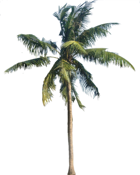 a palm tree on a white background