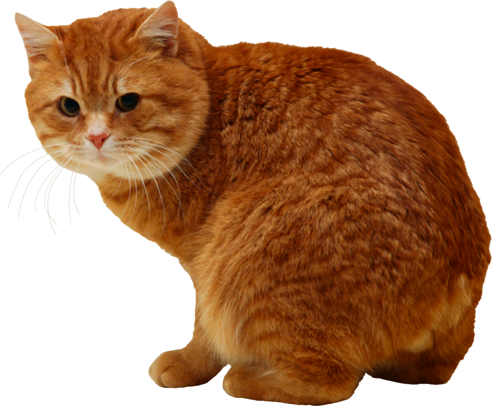 an orange cat sitting on a white surface