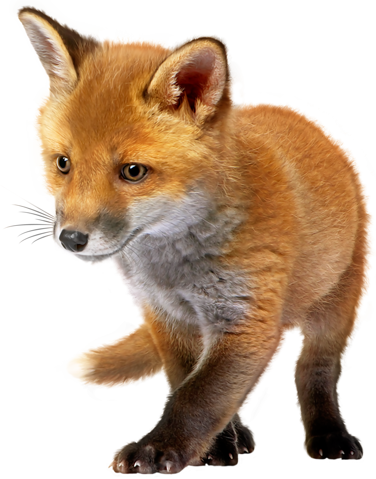 a baby fox standing on its hinds