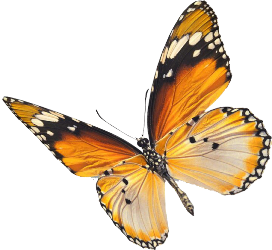 a butterfly on a white background