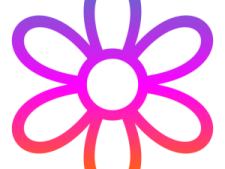 a purple flower on a white background