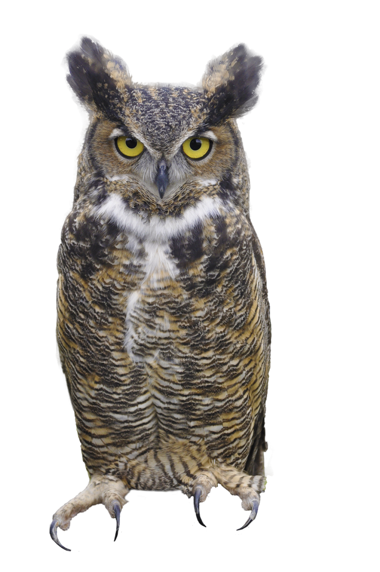an owl sitting on top of a white surface