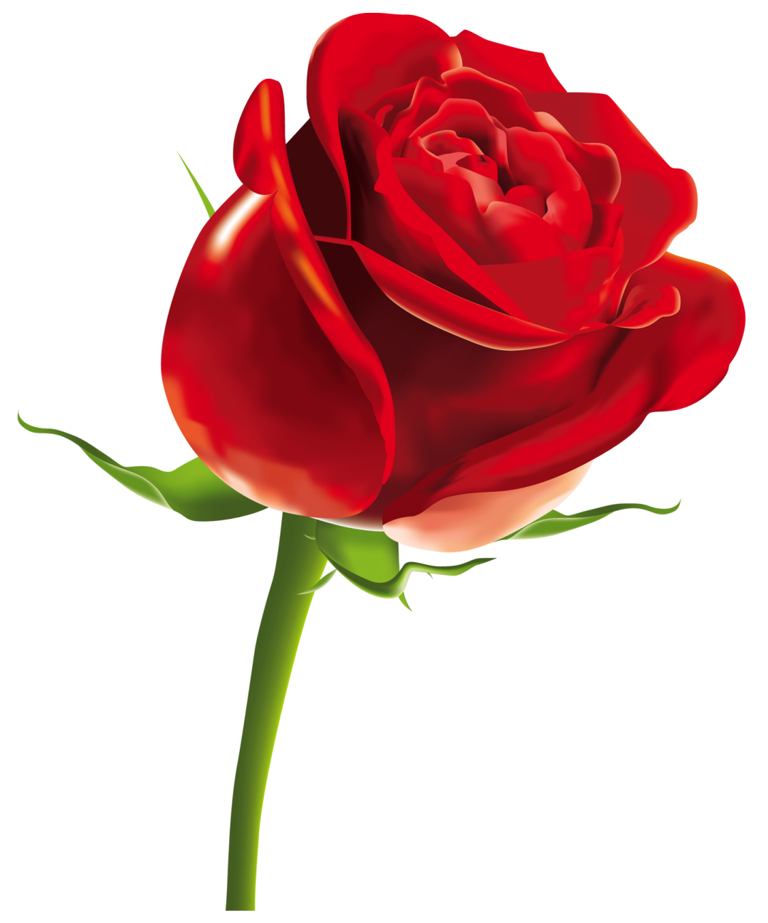 a red rose on a white background