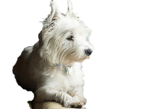 a white dog sitting on top of a table