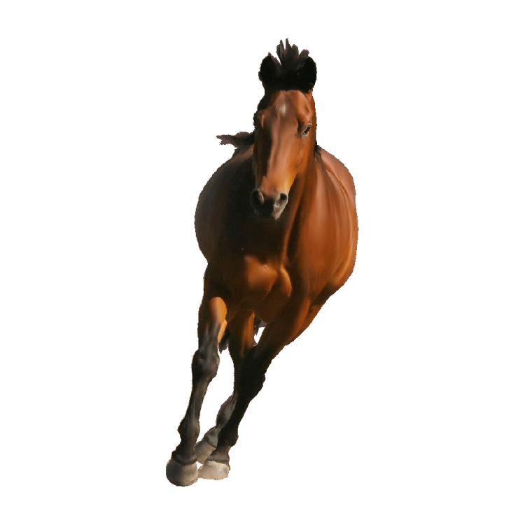 a brown horse running on a white background