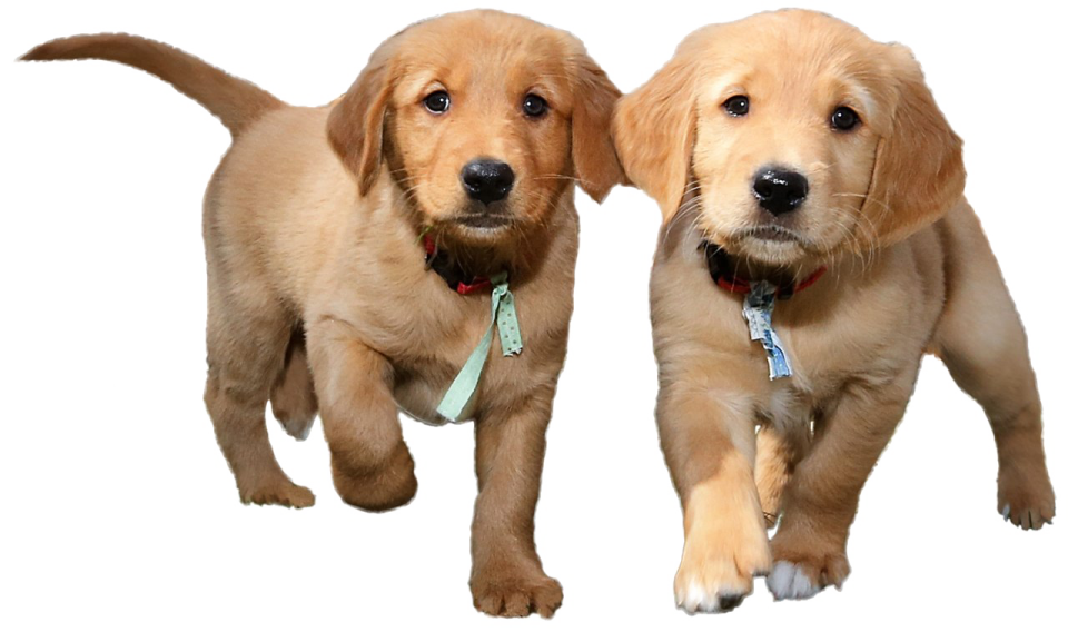 two pup running in the air