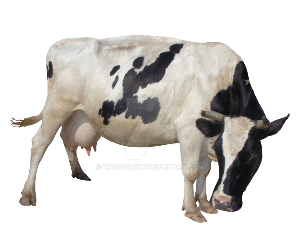 a black and white cow