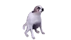 a small dog standing on its hinds