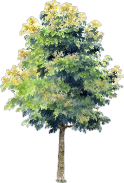 a watercolor painting of a tree