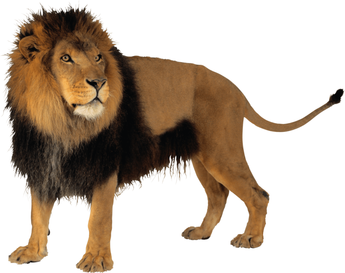 a lion standing on a white background