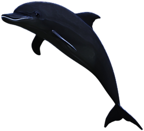 a dolphin jumping in the air