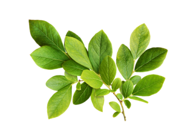 a green leaf on a white background