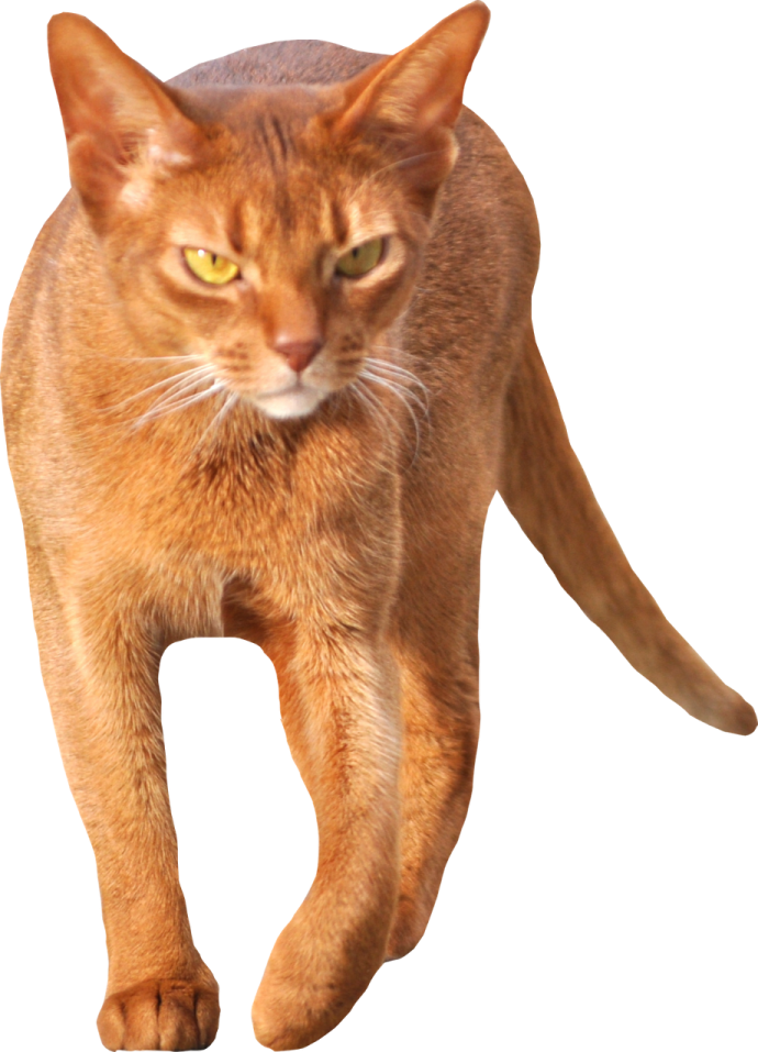 an orange cat walking on a white background