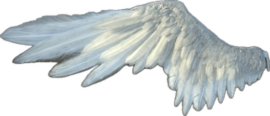 an image of a white angel wing