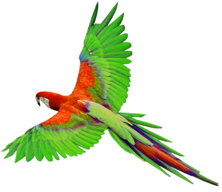 a red and green parrot flying in the air