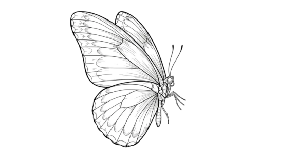 how to draw a butterfly