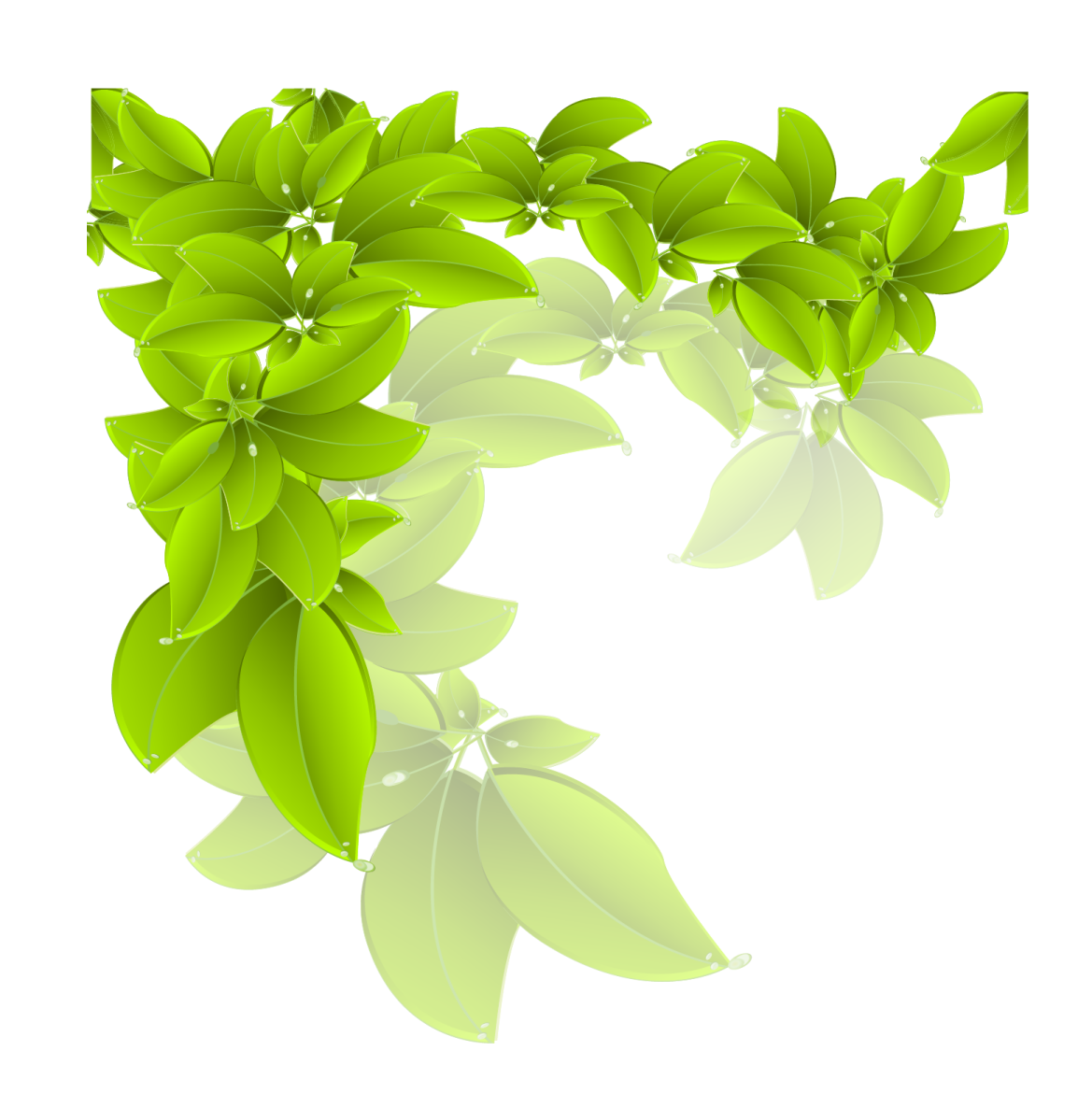 green leaves on white background