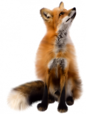 a red fox sitting on its hinds