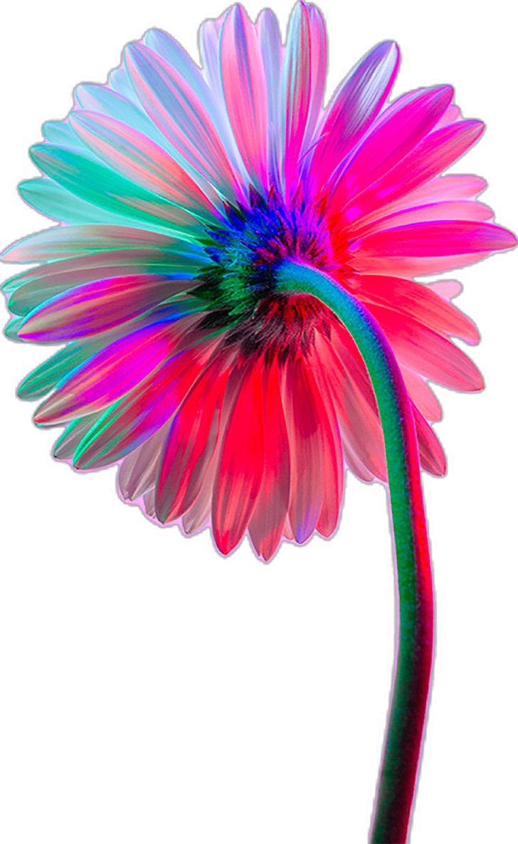a colorful flower on a white background