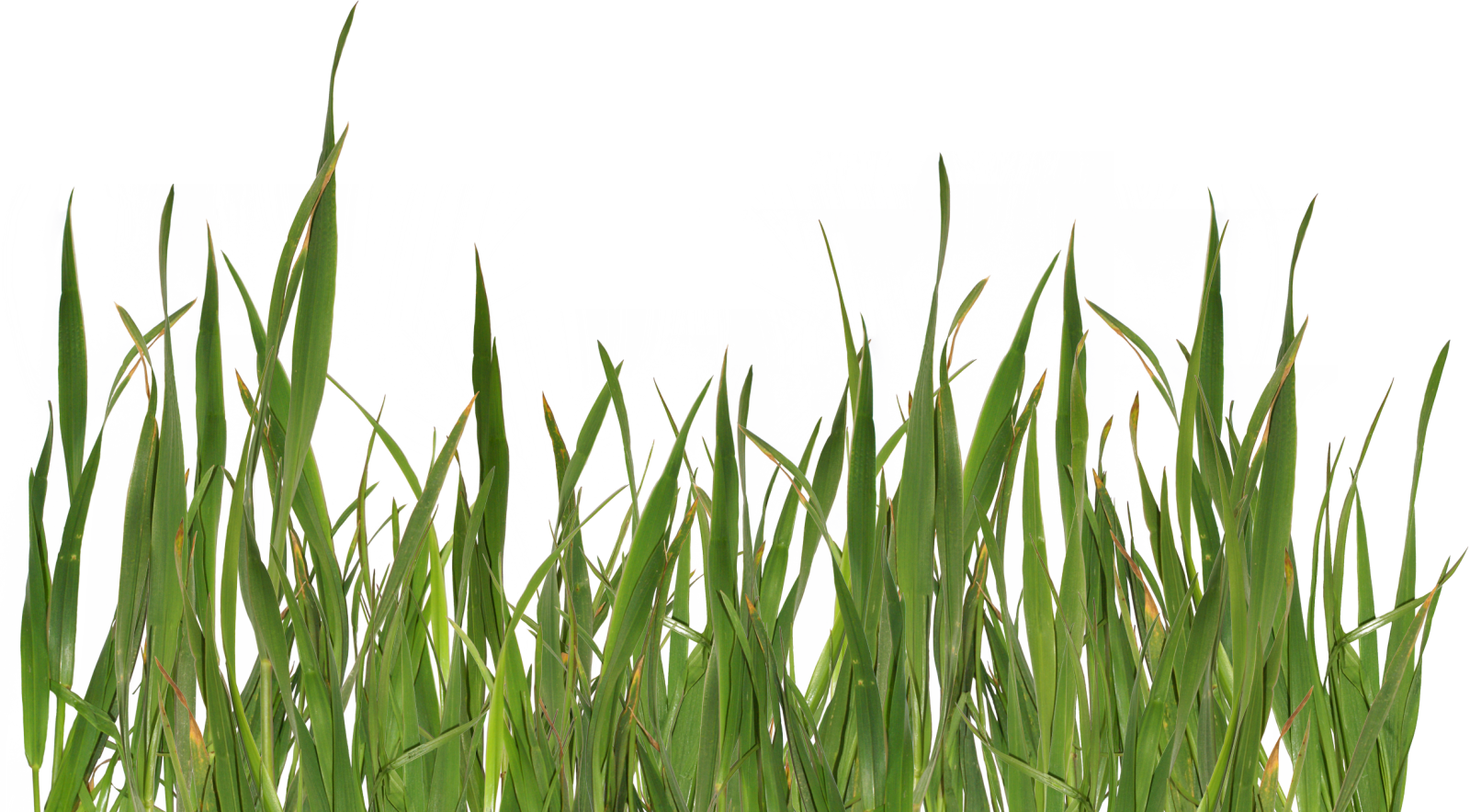a bunch of grass on a white background