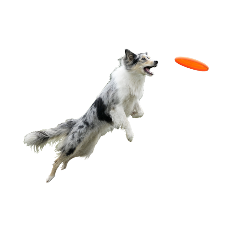 a dog jumping in the air to catch a frur