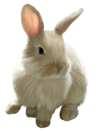 a white rabbit is sitting on the ground