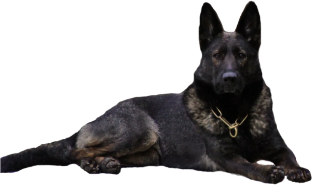 a german shepherd dog laying down on the ground