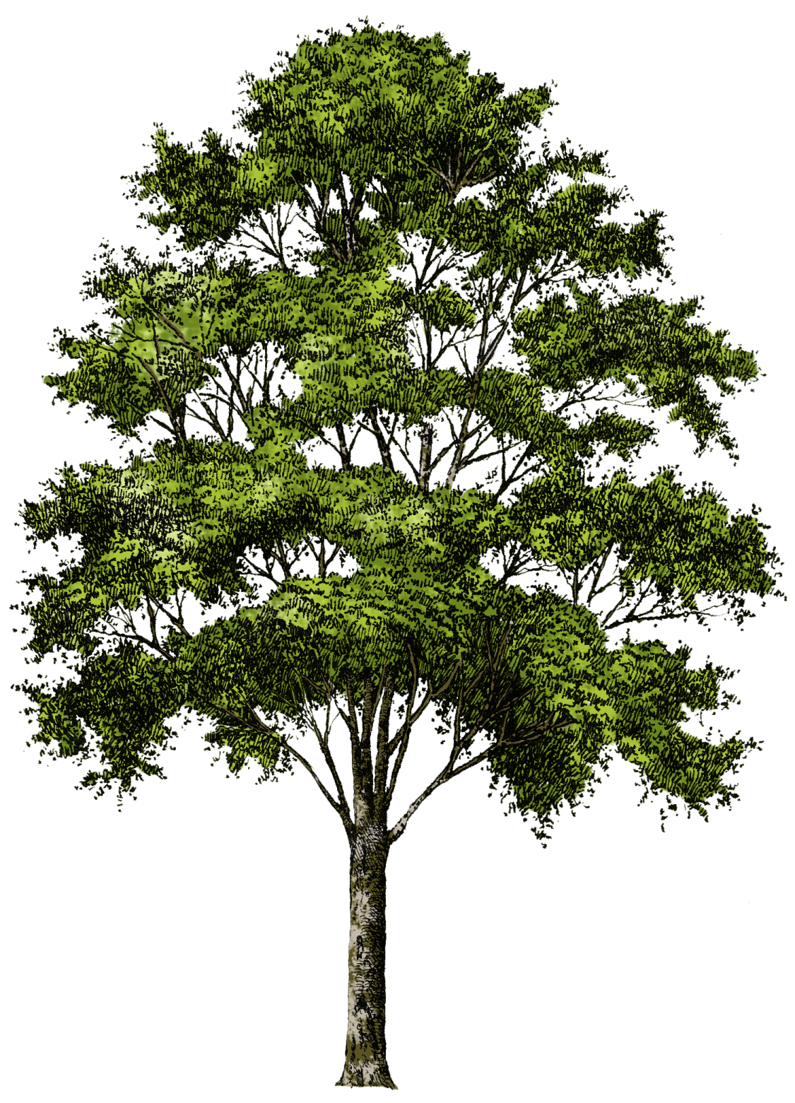 a drawing of a tree with green leaves