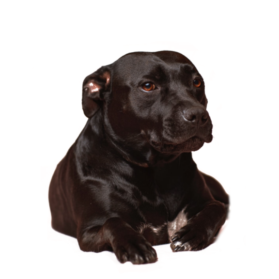 a black dog laying down on a white background