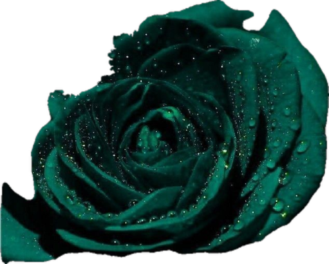 a green rose on a white background