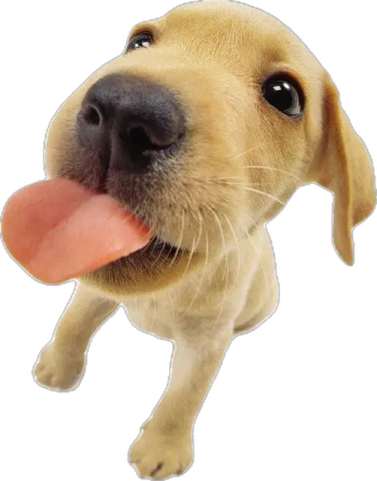 a dog with its tongue sticking out