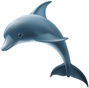 a dolphin jumping out of the water
