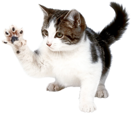 a black and white cat playing with a toy