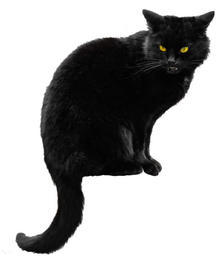 a black cat with yellow eyes sitting down