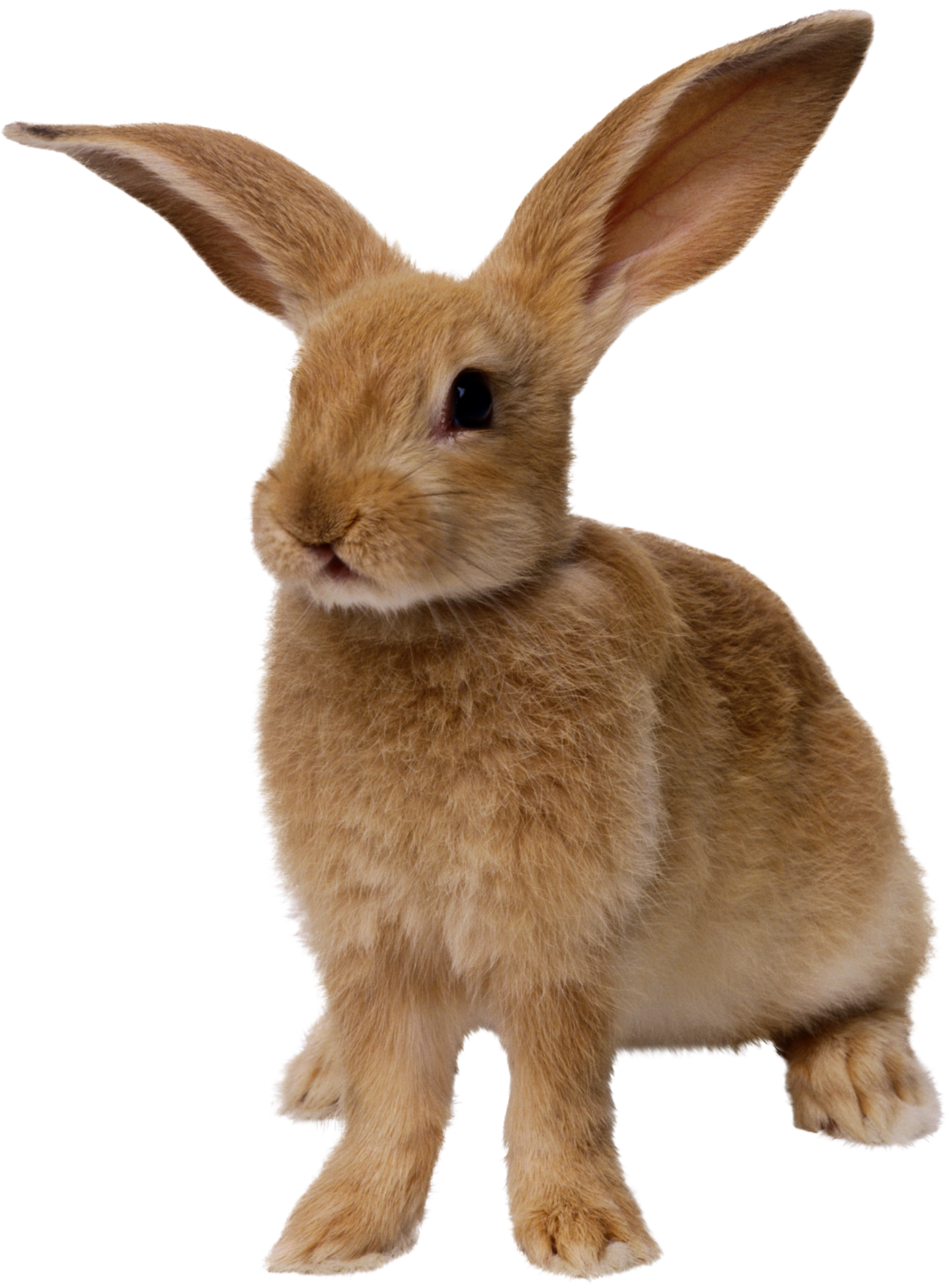 a small brown rabbit sitting on top of a white surface