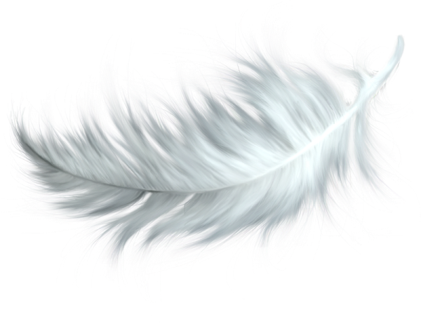 white feather on a white background