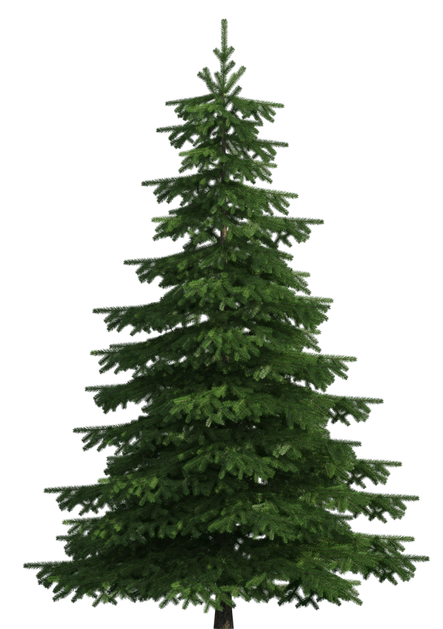 a green christmas tree on a white background