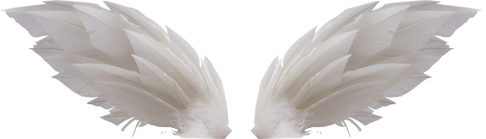 two white feathers on a white background