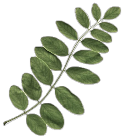 a plant with green leaves on it