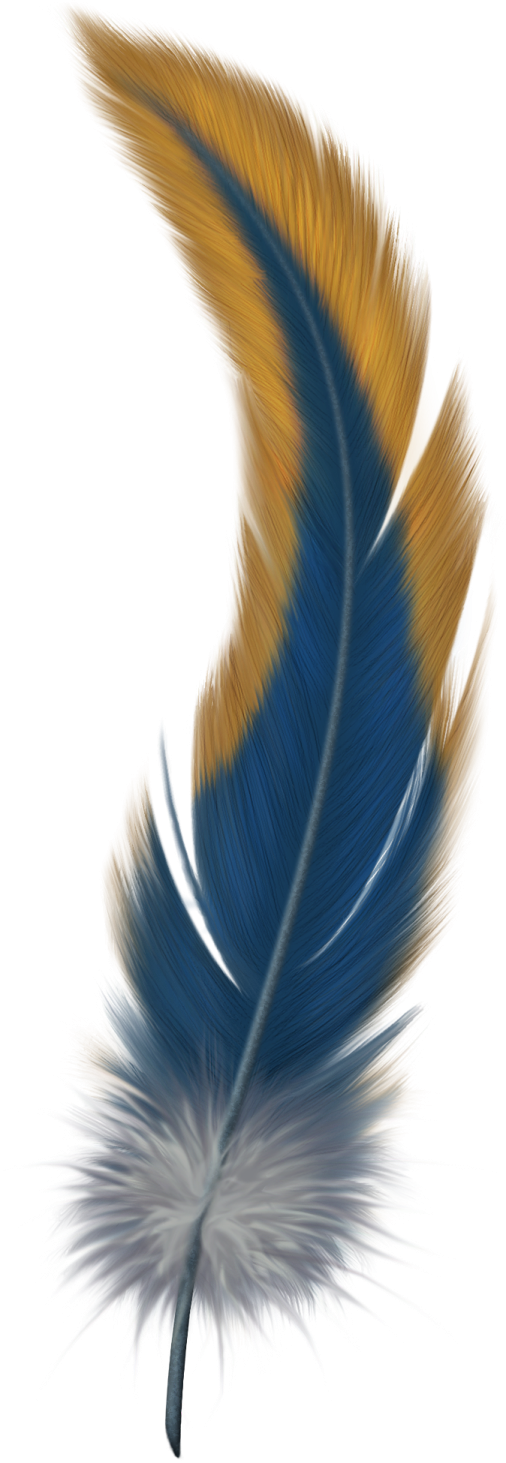 a blue and yellow feather on a white background