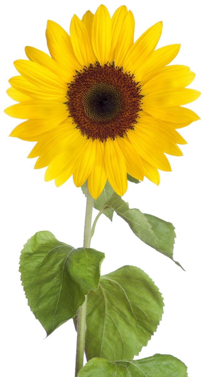 a yellow sunflower on a white background