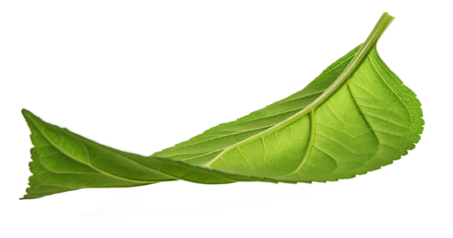 a green leaf on a white background