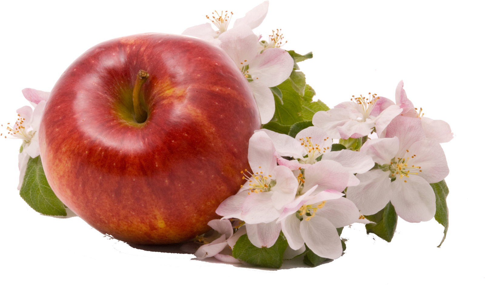an apple and flowers on a white background