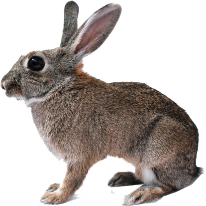 a rabbit on a white background