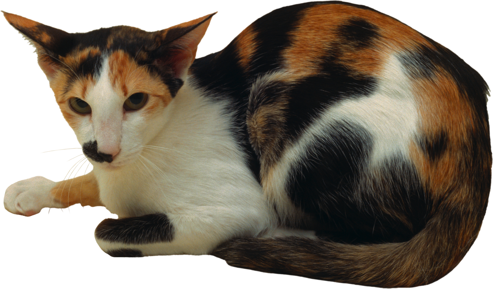 a cat is laying down on the floor