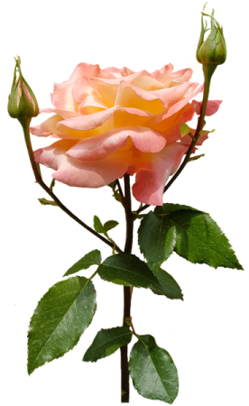 a single pink rose on a white background