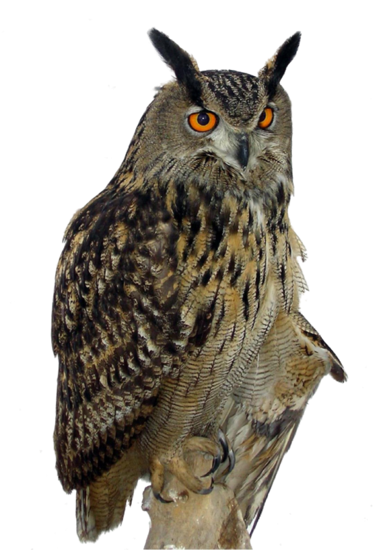 an owl sitting on top of a tree branch