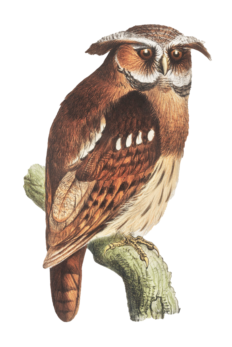 a bird sitting on top of a tree branch