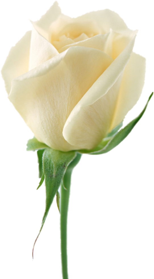 a single white rose on a white background