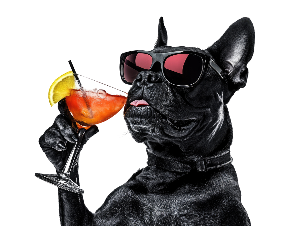 a black dog wearing sunglasses and drinking a cocktail